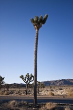 Studietur til California