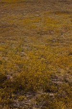 Studietur til California